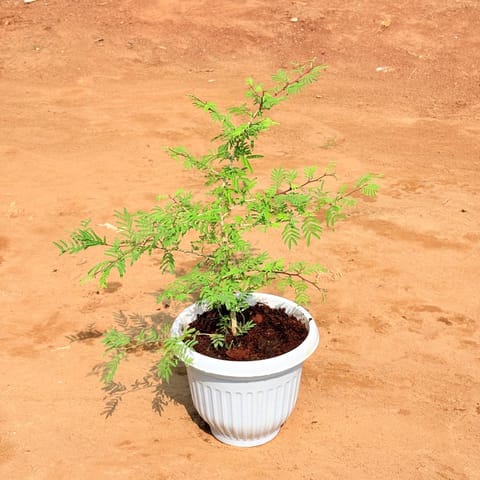 Shami in 8 Inch White Olive Plastic Pot