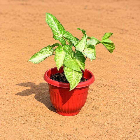 Two Syngonium White in 8 Inch Terracotta Red Olive Plastic Pot