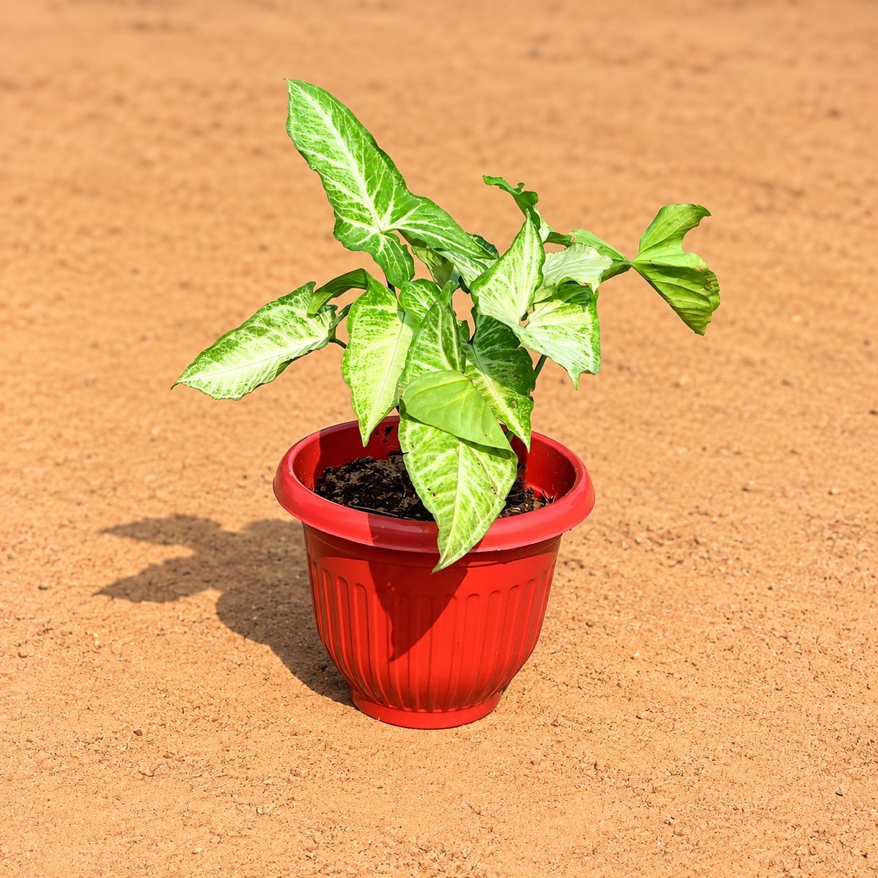 Two Syngonium White in 8 Inch Terracotta Red Olive Plastic Pot