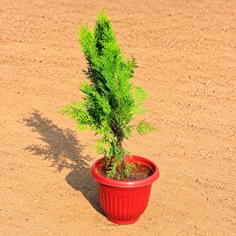 Vidya Morpankhi in 8 Inch Terracotta Red Olive Plastic Pot