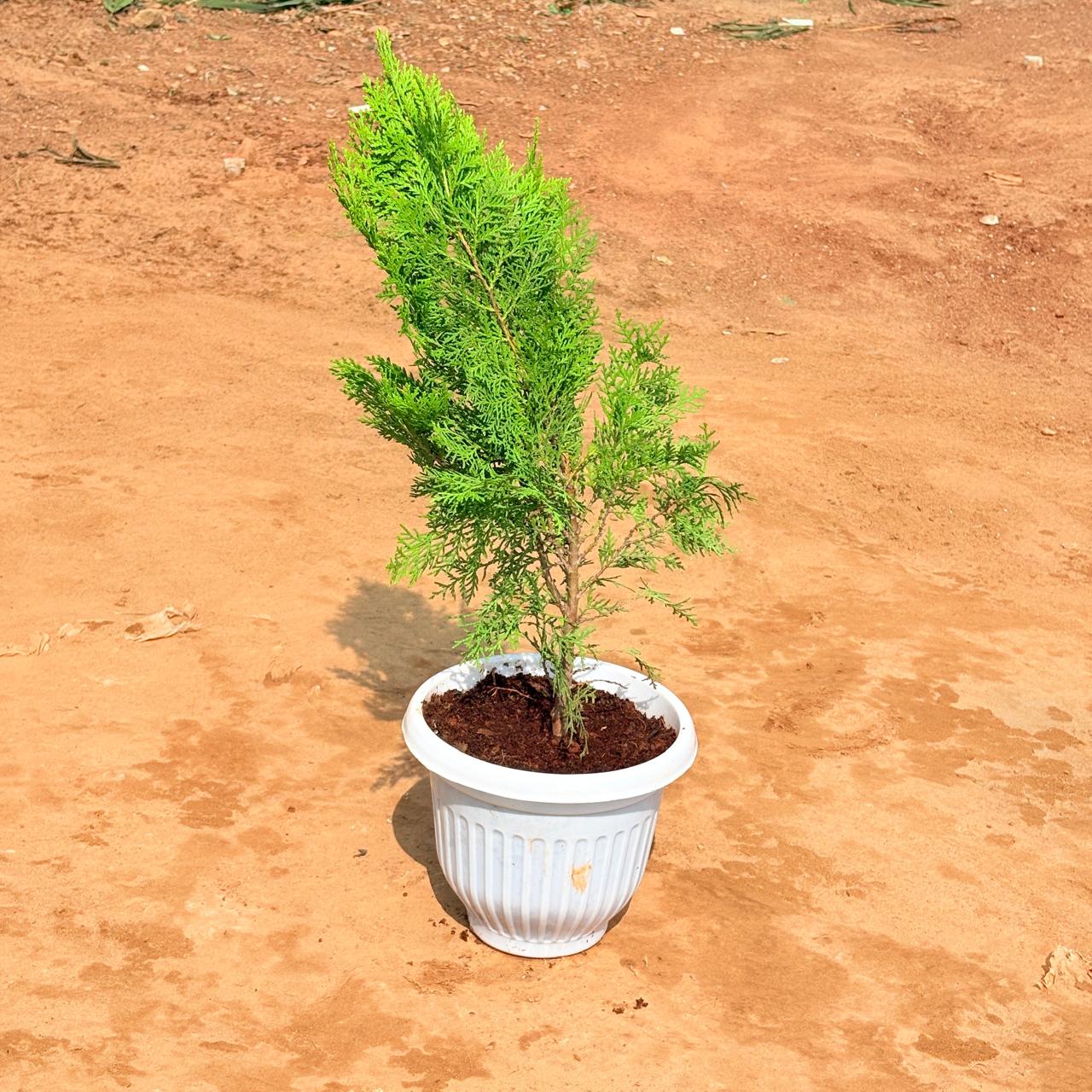 Vidya Morpankhi in 8 Inch White Olive Plastic Pot