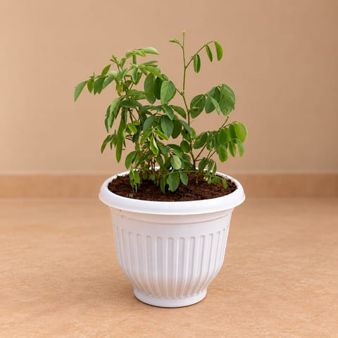Large Aparajita / Asian Pigeonwings in 8 Inch White Olive Plastic Pot