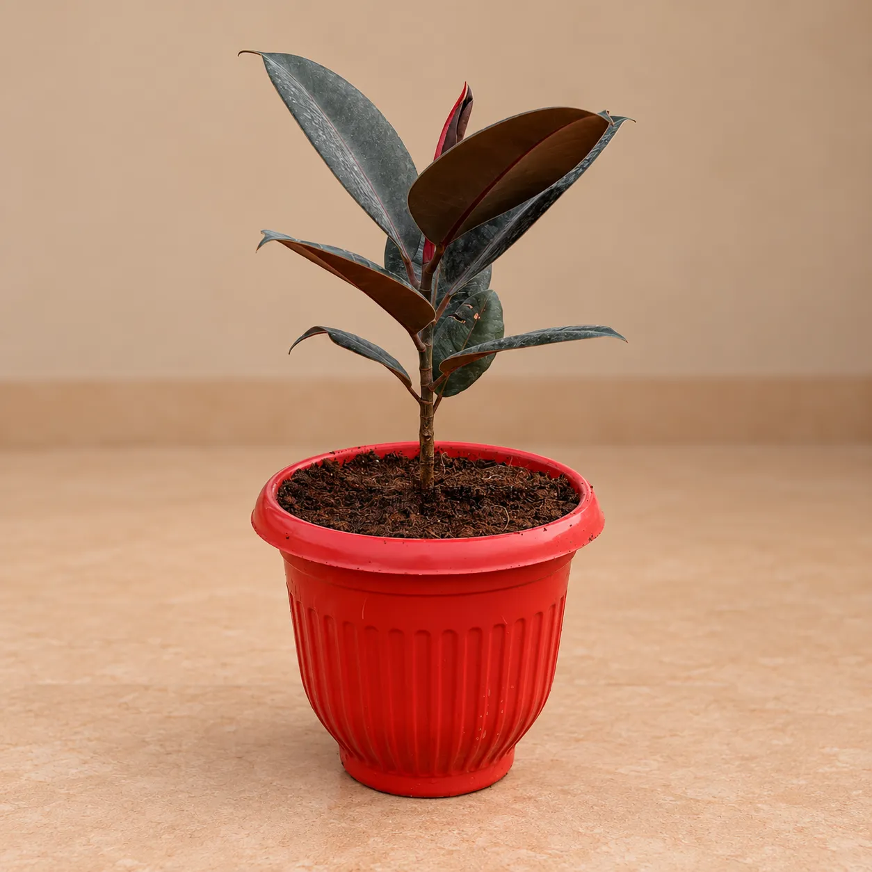 Rubber Black in 8 Inch Terracotta Red Olive Plastic Pot