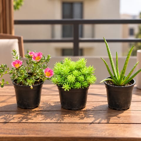Succulents Pack - Set of 3 - Portulaca Moss Rose Pink, Sedum Golden Succulent & Aloe Vera in 6 Inch Nursery Pot