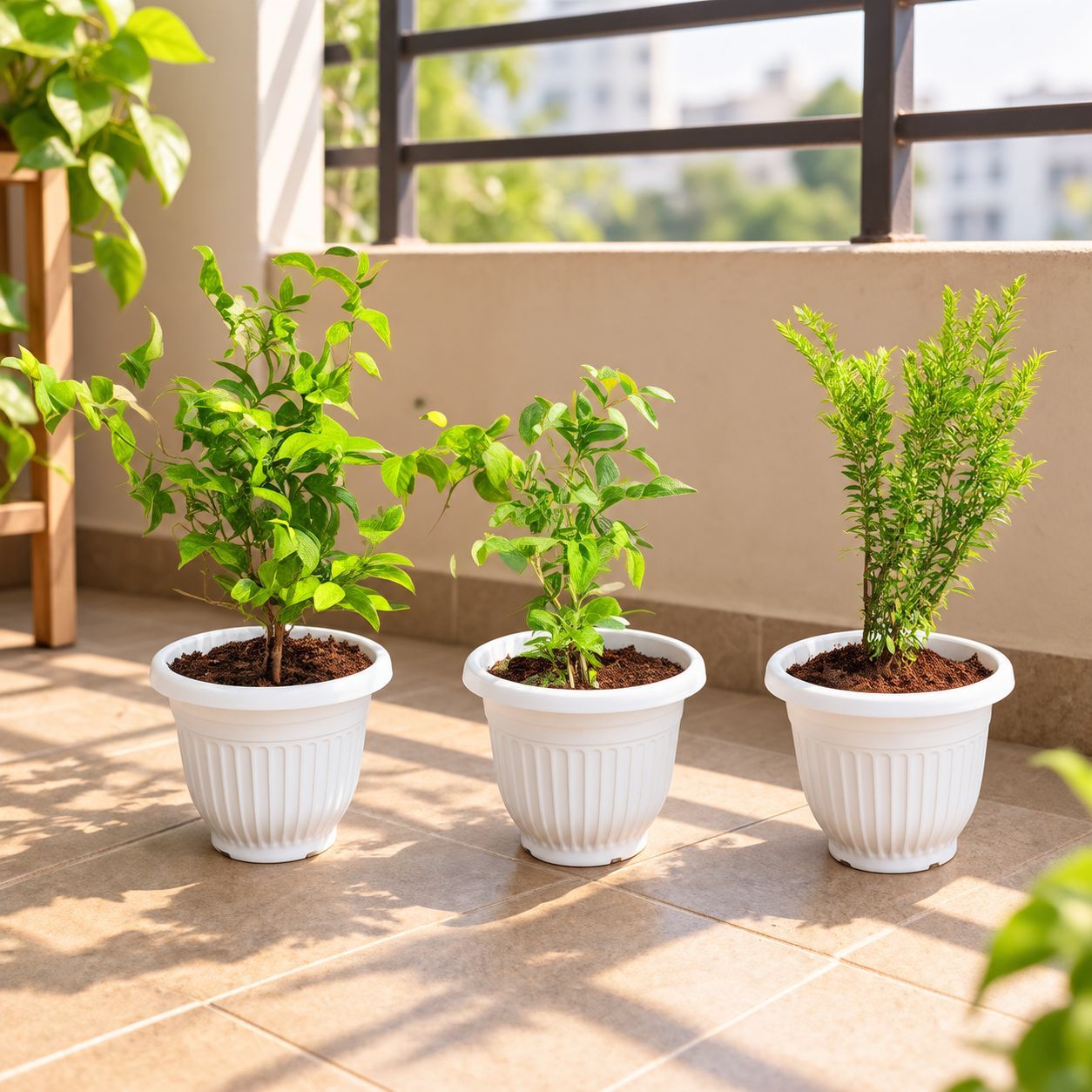 Forever in Bloom Combo - Set of 3 - Madhumalti / Rangoon Creeper Pink Pune, Aparajita / Asian Pigeonwings Blue & Cuphea / False Heather Pink in 8 Inch White Olive Plastic Pot