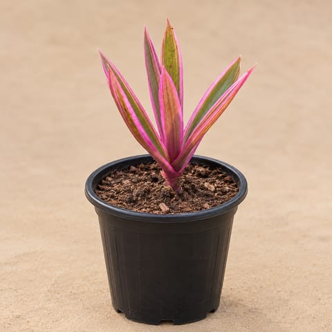 Large Rhoeo / Durangi in 6 Inch Black Nursery Pot
