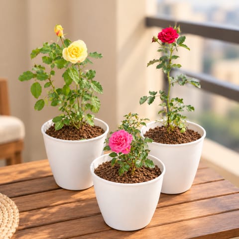 Roseful Steal - Set of 3 - Roses (Multicolour) in 08 Inch White Marble Premium Milo Round Plastic Pot