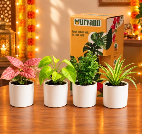 Green Celebration Gift Set - Set of 4 - Syngonium Pink, Money plant, Spider & Jade in 4 Inch Stem Pipe Ceramic Pots with Premium Gifting Box | Festive Gifting