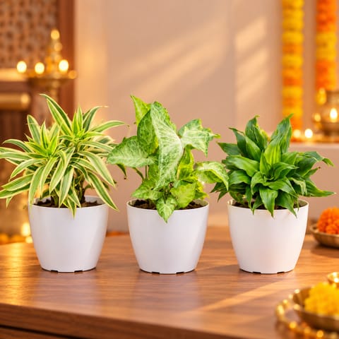 Green Harmony - Set of 3 - Song of India, Syngonium Green & Dracaena Compacta in 4  inch White Orchid Plastic Pot