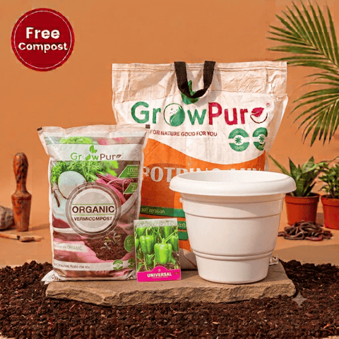 Capsicum Green Planting Kit with FREE VERMICOMPOST | 12 Inch White Classy Plastic Pot, Potting Mix 10 kg & FREE Vermicompost 2 kg