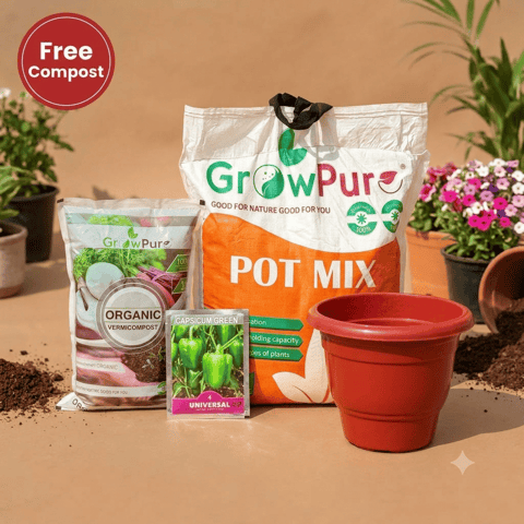 Capsicum Green Planting Kit with FREE VERMICOMPOST | 12 Inch Terracotta Red Classy Plastic Pot, Potting Mix 10 kg & FREE Vermicompost 2 kg