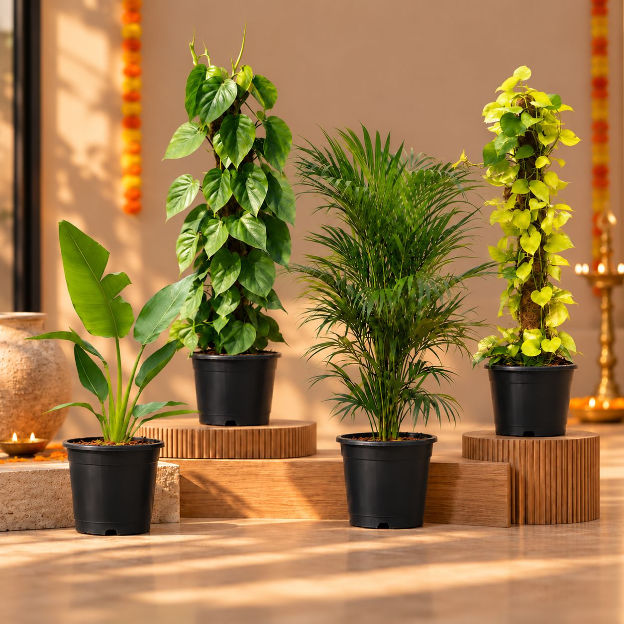 Festive Premium Greens - Set of 4 - Traveller Palm, Oxycardium Green, Bushy Areca Palm & Money Plant Golden with Moss stick in 10 Inch Nursery Pot | Large Statement Plants