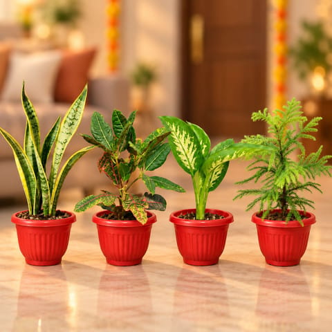 Signature Indoor Plants - Set of 4 - Snake Plant, Croton, Dieffenbachia and Araucaria in 8 Inch Red Olive Plastic Pot