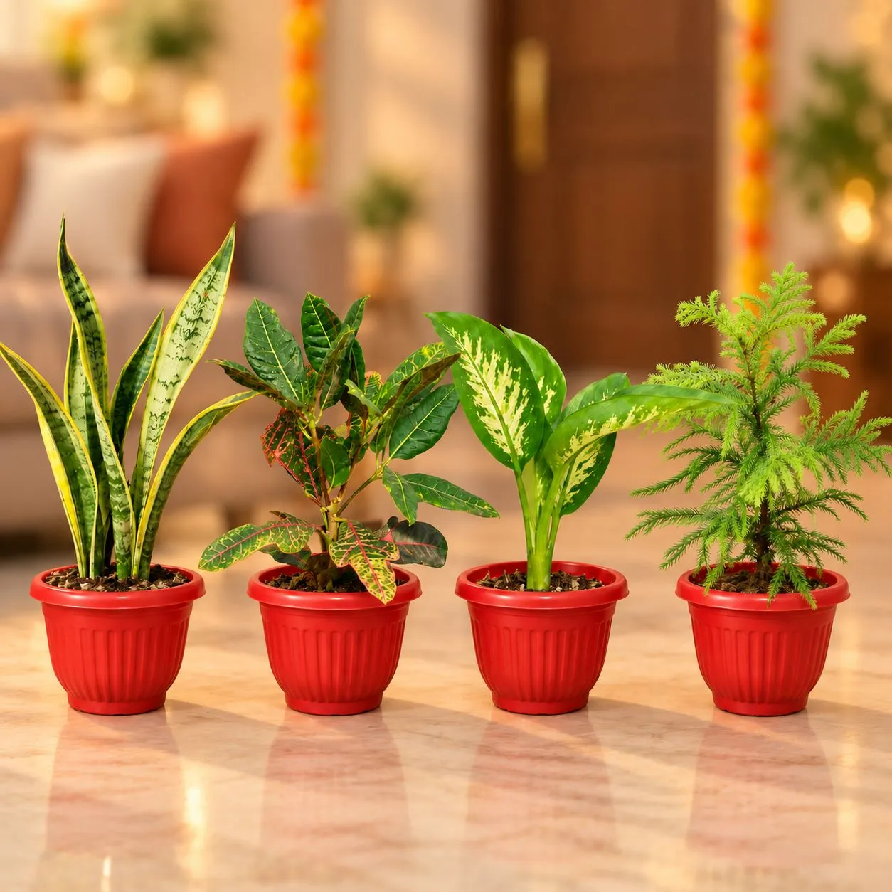 Signature Indoor Plants - Set of 4 - Snake Plant, Croton, Dieffenbachia and Araucaria in 8 Inch Red Olive Plastic Pot