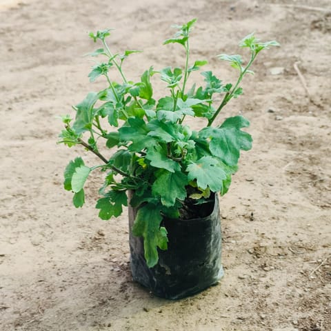 Chrysanthemum / Guldawari / Guldaudi (any colour) in 3 Inch Nursery Bag