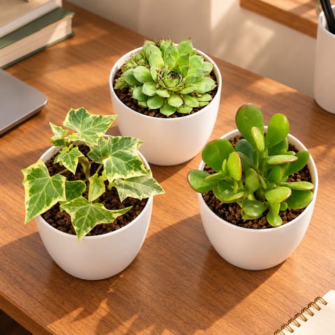 Easy Care Succulent Trio- Set of 3 - English Ivy, Lakshmi Kamal & Crassula Ovata Succulents in 4 Inch White Orchid Plastic Pot