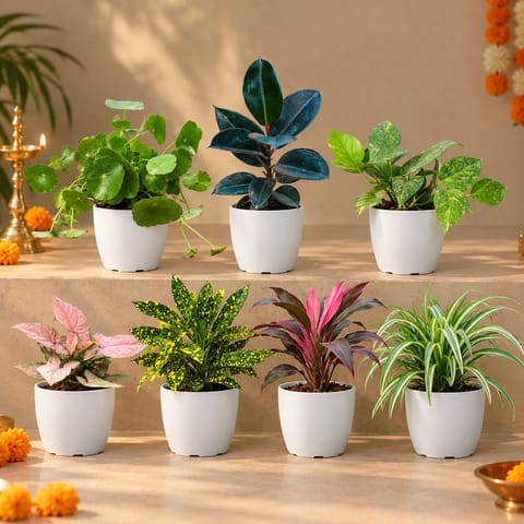 Festive Indoor Plants & Decor Combo - Set of 7 - Brahmi Dollar, Rubber Black, Money Plant Green, Syngonium Pink, Baby croton, Dracaena Rosea & Spider Green in 6 Inch White Premium Orchid Round Plastic Pot
