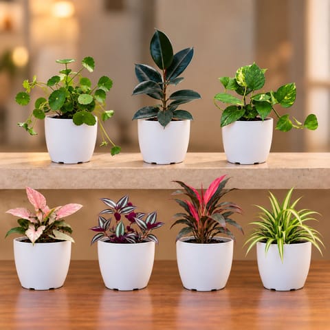 Ready To Move In Indoor Plants & Decor Combo - Set of 7 - Brahmi Dollar, Rubber Black, Money Plant Green, Syngonium Pink, Wandering Jew, Dracaena Rosea & Spider Green in 6 Inch White Premium Orchid Round Plastic Pot