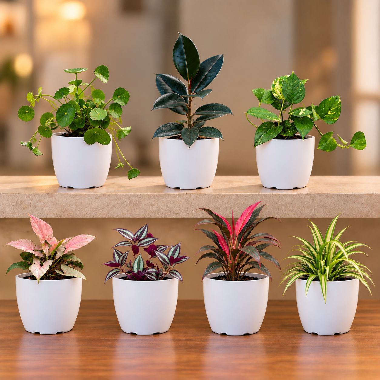 Ready To Move In Indoor Plants & Decor Combo - Set of 7 - Brahmi Dollar, Rubber Black, Money Plant Green, Syngonium Pink, Wandering Jew, Dracaena Rosea & Spider Green in 6 Inch White Premium Orchid Round Plastic Pot
