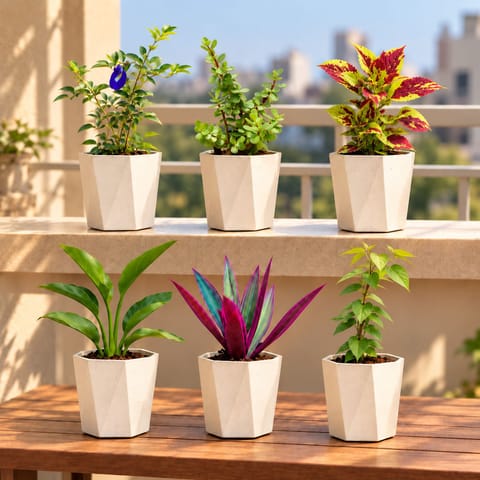 Ready To Move In Colorful Garden Combo - Set of 6 - Aparajita, Jade, Coleus, Bird of Paradise, Rhoeo / Durangi, Bel Patra & 6 Inch Marble White Diamanti Plastic Pot  | Decorative Plants