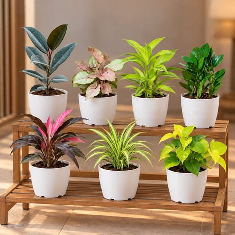 Ready To Move In Stylish Collection - Set of 7 - Rubber Black, Syngonium Pink, Lucky Bamboo, ZZ Green, Dracaena Rosea, Spider Green & Money Plant Golden in 6 Inch White Premium Orchid Round Plastic Pot | Decorative Plants
