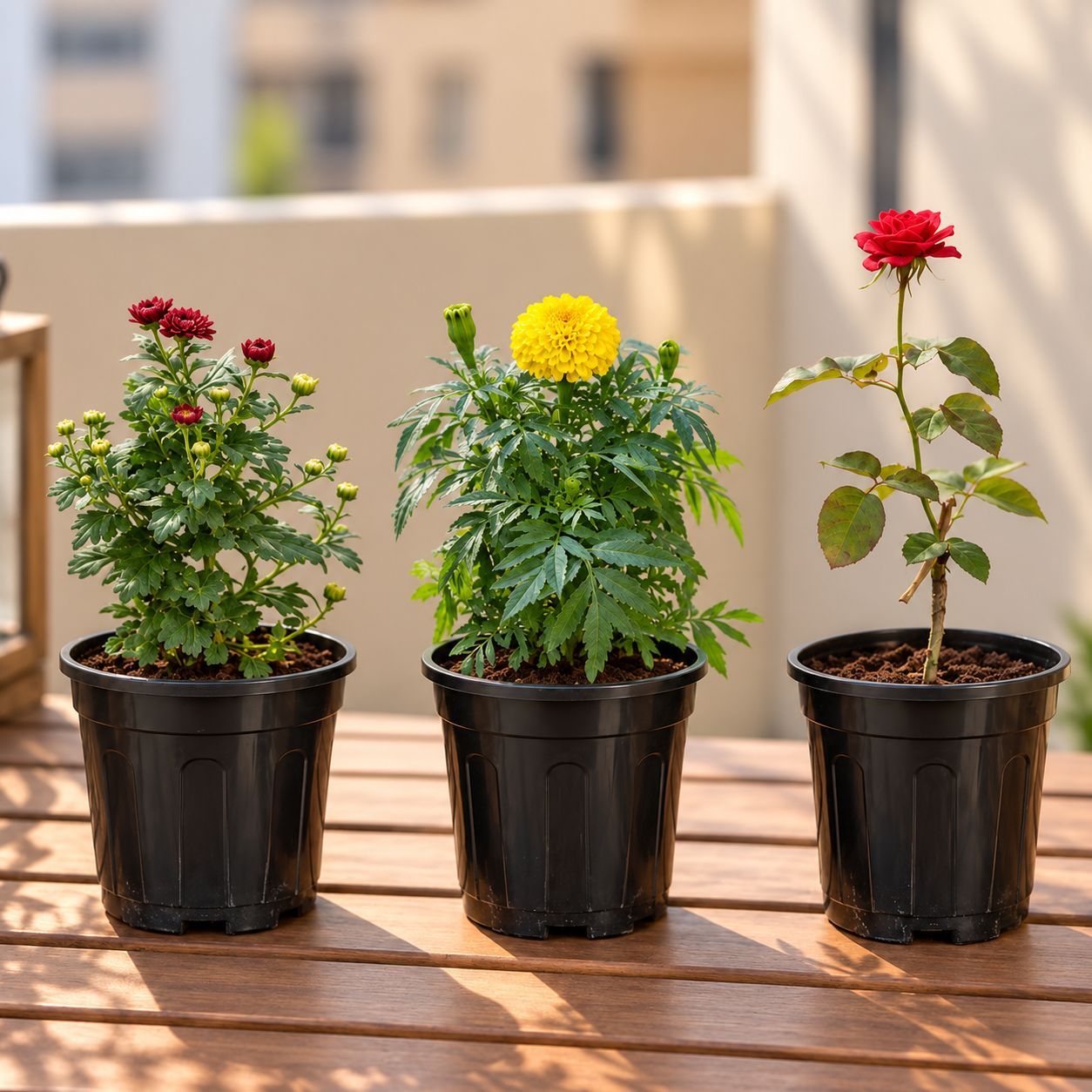Pooja Flowering Plants Combo - Set of 3 - Chrysanthemum / Shevanti / Guldawari, Marigold / Genda & Rose / Gulab (Any Colour) in 6 Inch Black Super Nursery Pot