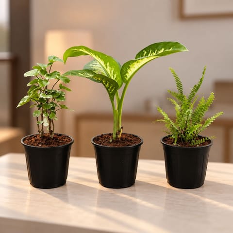Air Purifying Plants Combo - Set of 3 - Aralia apple leaf / Dinner Plate, Fern Green & Dieffenbachia Seguine in 6 Inch Black Super Nursery Pot