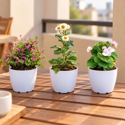 Beautiful Table Top Plants Combo - Set of 3 - Aster, Cuphea / False Heather & Begonia (Any Colour) in 6 Inch White Premium Orchid Round Plastic Pot