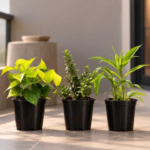 Lucky Plants Prosperity Trio - Set of 3 - Lucky Bamboo Golden, Money Plant Golden & Jade Mini / Elephant Bush in 4 Inch Black Super Nursery Pot