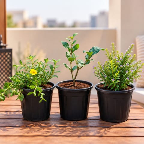 Outdoor Plants - Set of 3 - Cuphea / False Heather, Portulaca Moss Rose (any colour) & Mogra / Jasmine in 6 inch Black Nursery Pot| Flowering Collection