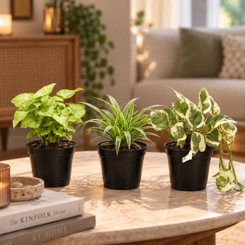 Indoor Low Maintenance Greens - Set of 3 - Money Plant N'Joy, Spider Green & Syngonium White in 4 inch Nursery Pot | Perfect for Homes & Offices