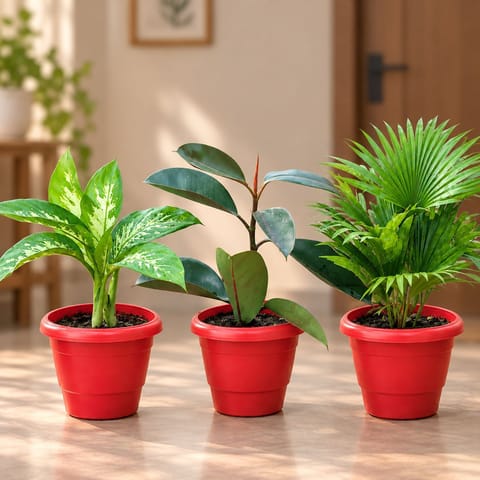 Low Maintenance Harmony - Set of 3 - Rubber Black, Dieffenbachia Senguine & China Palm in 8 Inch Red Classy Plastic Pot