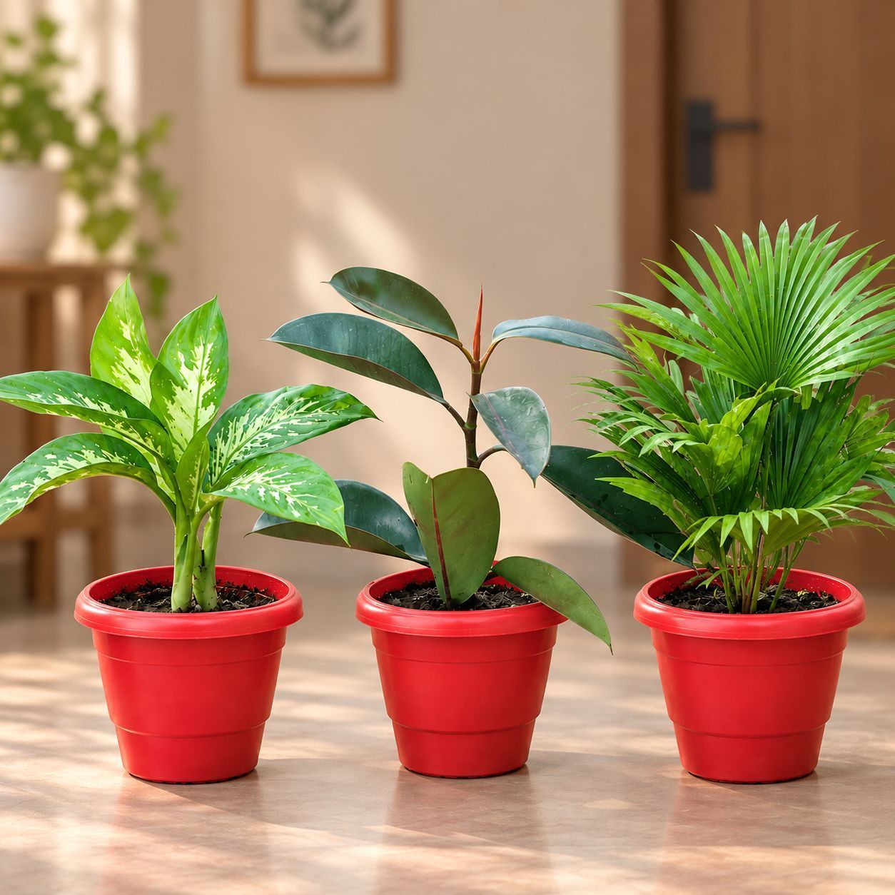 Low Maintenance Harmony - Set of 3 - Rubber Black, Dieffenbachia Senguine & China Palm in 8 Inch Red Classy Plastic Pot