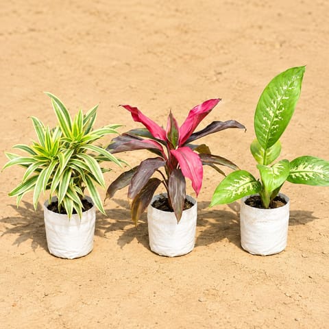 Tropical Greens Trio - Set of 3 - Song of India, Dracaena Rosea & Dieffenbachia in 4 Inch Nursery Bags