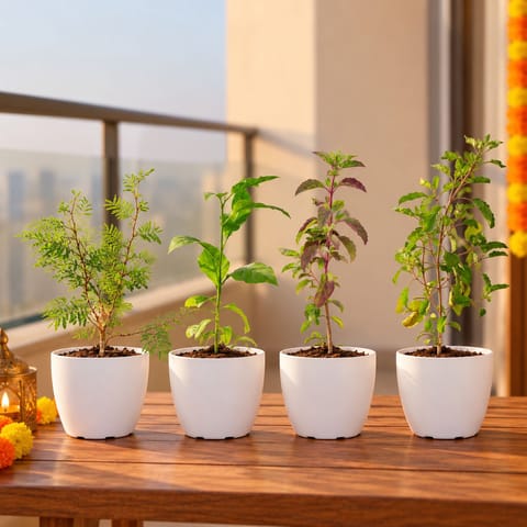 Sacred Plants Quartet - Set of 4 - Shami, Bel Patra, Shyama Tulsi & Rama Tulsi in 6 Inch White Orchid Plastic Pot