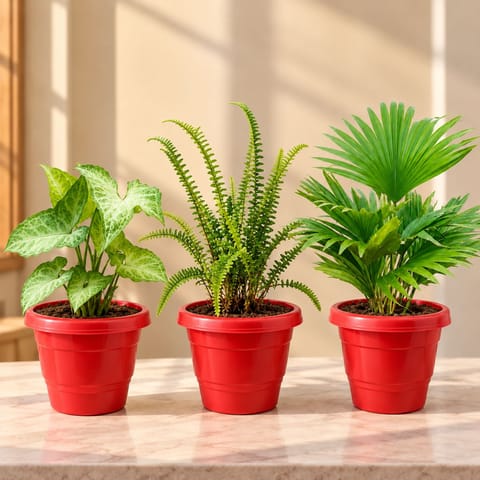 Air Purifying Indoor Plants Combo - Set of 3 - Syngonium Green, Fern & China Palm in 8 Inch Red Classy Plastic Pot