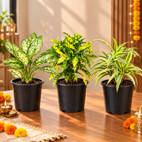 Natural Glow Corner - Set of 3 - Aglaonema Snow White, Baby Croton & Song Of India in 6 Inch Nursery Pots