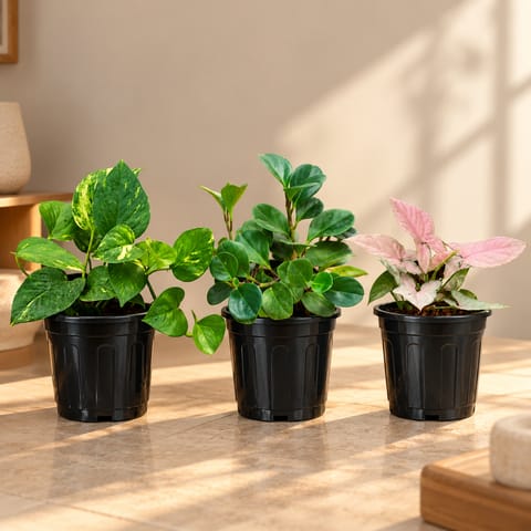 Beginner Friendly Plants Trio - Set of 3 - Money Plant Green, Peperomia / Baby Rubber Green & Syngonium Pink in 6 Inch Nursery Pots