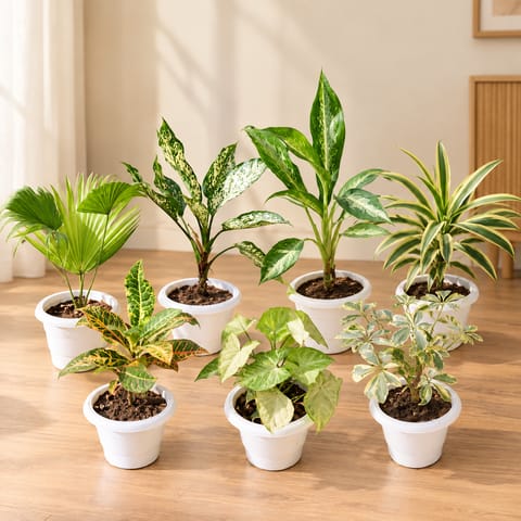 Indoor Garden Special - Set Of 7 - China Palm , Aglaonema Snow White, Aglaonema White, Song Of India, Croton Petra, Syngonium Green & Schefflera Variegated in 6 Inch Classy White Plastic Pot