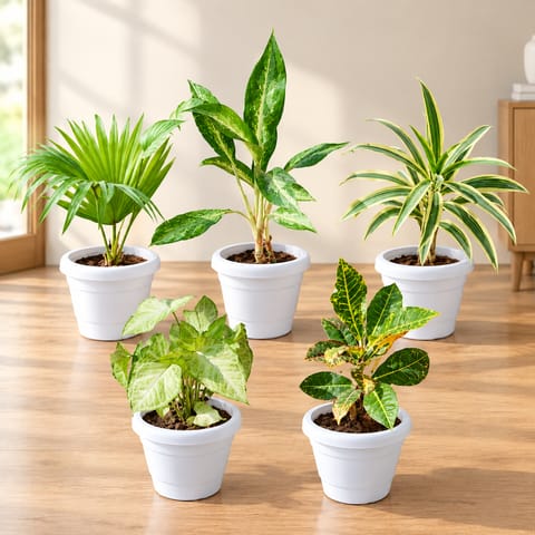 Set Of 5 - China Palm, Aglaonema White, Song Of India, Syngonium Green & Croton Petra in 6 Inch Classy White Plastic Pot