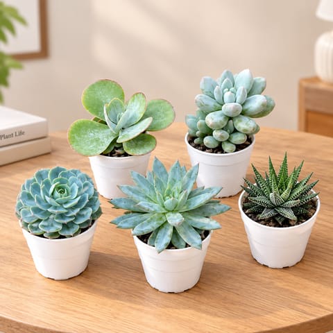 Superstar Succulent Combo - Set of 5 - Kalanchoe, Moonstone, Zabrina Haworthia, Echeveria Blue Bird & Echeveria Succulent in 3 Inch Nursery Pot