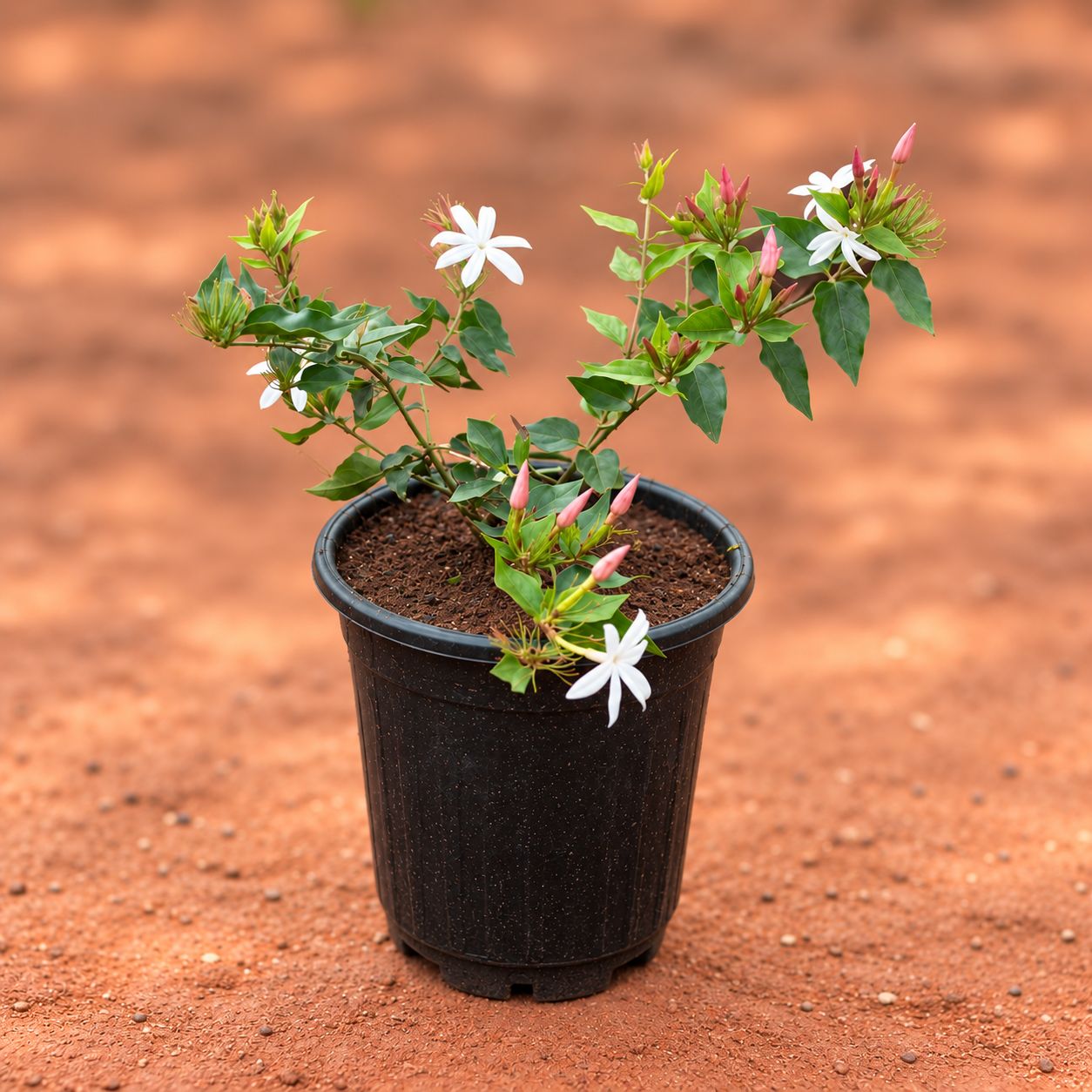 Large Kakda Mallige / Star Jasmine in 6 Inch Black Super Nursery Pot