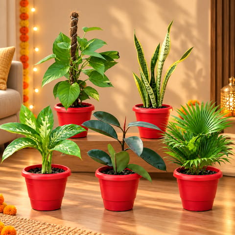 Low Maintenance Green Space - Set Of 5 - Money Plant With Moss Stick, Snake Yellow Long, Dieffenbachia, Rubber Plant & China / Fan Palm in 8 Inch Red Classy Plastic Pot