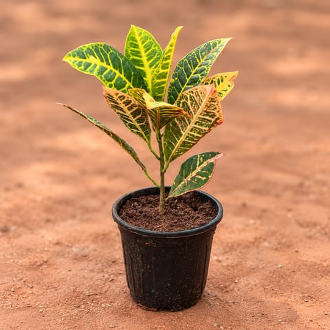 Large Croton Petra in 6 Inch Nursery Pot