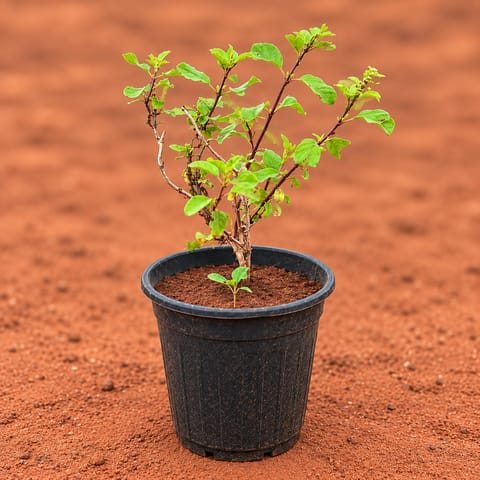 Large Rama Tulsi in 6 Inch Black Super Nursery Pot