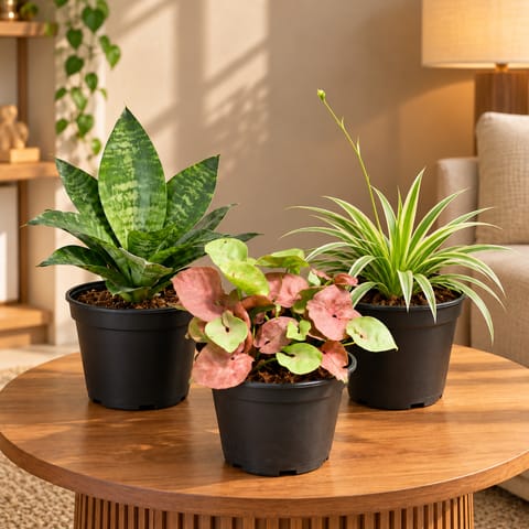 Indoor Green Corner - Set of 3 - Snake Green, Syngonium Pink & Spider in 4 Inch Nursery Pots