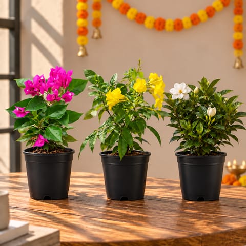 Permanent  flowering Plants Bloom - Set of 3 - Bougainvillea Pink, Gardenia / Gandhraaj & Tecoma Yellow in 5 Inch Nursery Pot