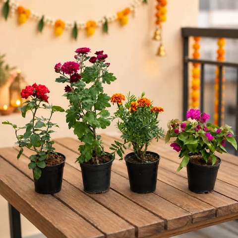 Flowering Blooms - Set of 4 - Rose, Chrysanthemum, Marigold & Bougainvillea in 6 Inch Nursery Pots