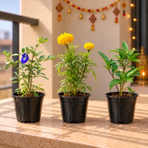 Auspicious Blooming Trio - Set of 3 - Aparajita, Marigold & Chandni / Crape Jasmine in 6 Inch Black Super Nursery Pot