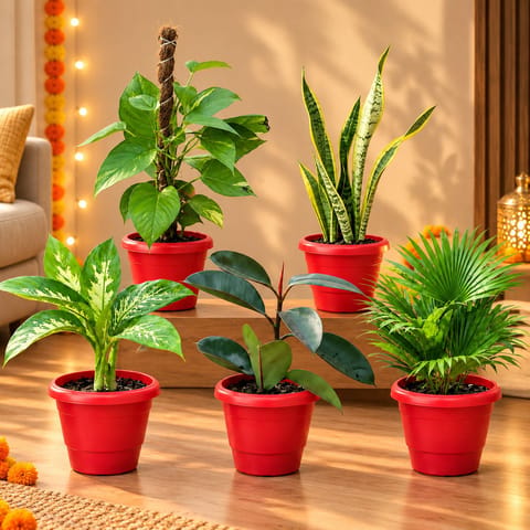 Low Maintenance Green Space - Set Of 5 - Money Plant With Moss Stick, Snake Yellow Long, Dieffenbachia, Rubber Plant & China / Fan Palm in 8 Inch Red Classy Plastic Pot